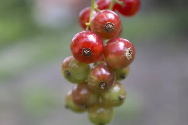 Red Currant Berries Bush — Stock Photo, Image