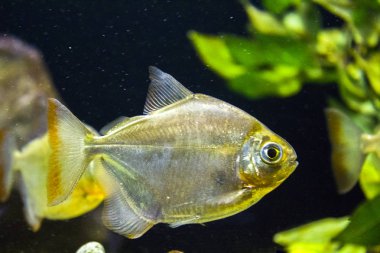 piranha balığı sualtı deniz