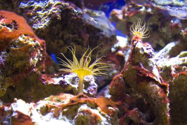 Anemon reef dalış okyanus