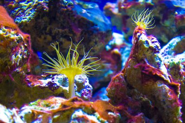 Anemon reef dalış okyanus