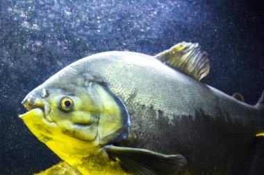 balık okyanus Deniz Akvaryumu