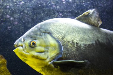 balık okyanus Deniz Akvaryumu