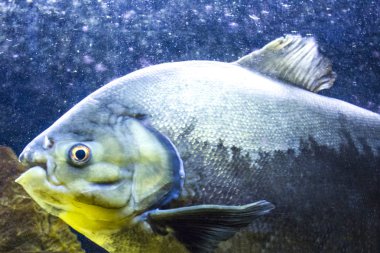 balık okyanus Deniz Akvaryumu