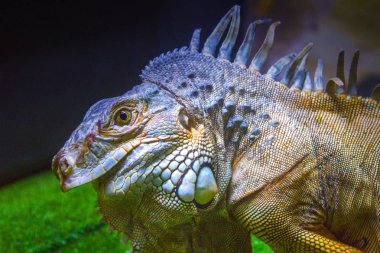 bukalemun iguana kertenkele gecko