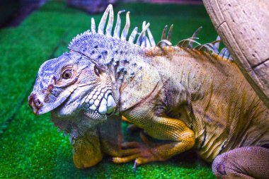 bukalemun iguana kertenkele gecko