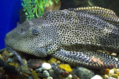 balık okyanus Deniz Akvaryumu