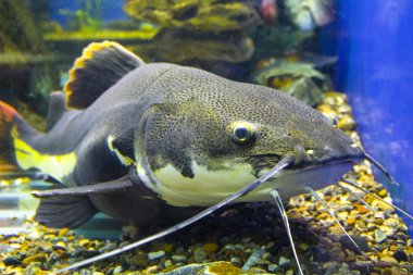 balık okyanus Deniz Akvaryumu