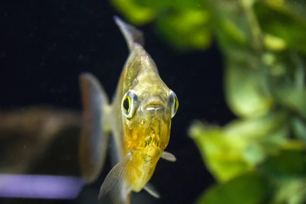 Fisk Vattenlevande Akvarium Marina — Stockfoto