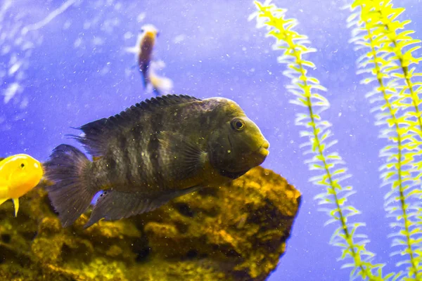 Acuario Acuático Peces Marinos — Foto de Stock