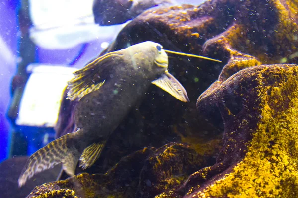 魚水族館水生海兵 — ストック写真