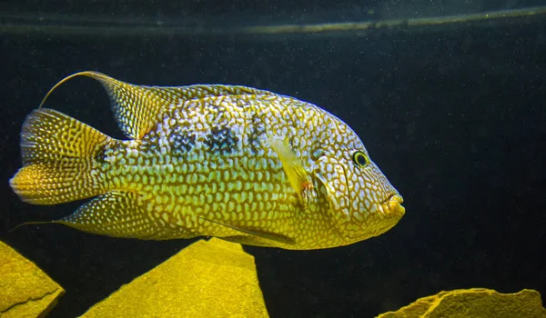 Acuario Acuático Peces Marinos — Foto de Stock