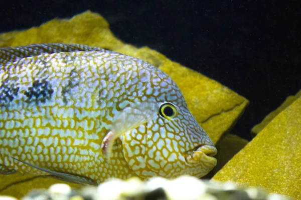 Pesci Acquario Acquatico Marino — Foto Stock