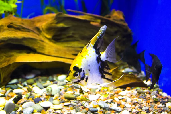 Acuario Acuático Peces Marinos — Foto de Stock