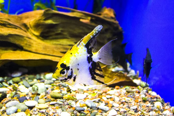 Vis Ongewervelde Aquarium Marine — Stockfoto