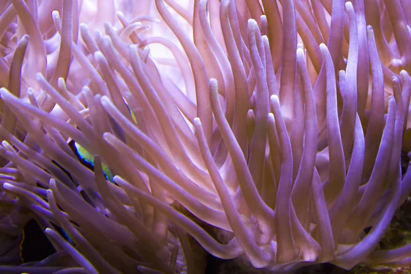 Океан Анемоновым Рифом — стоковое фото