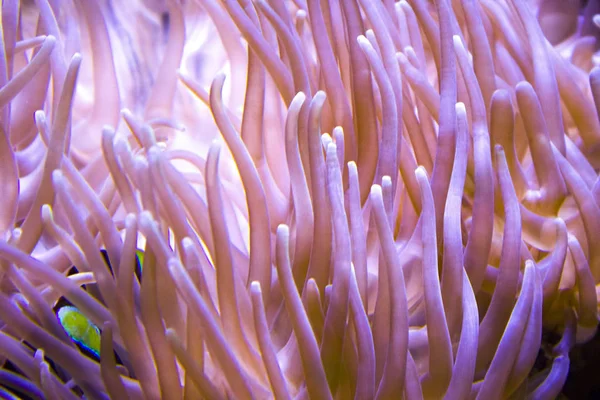 Anemone Reef Dive Ocean — Stockfoto