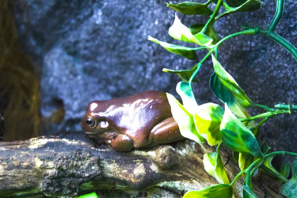 Frosch Tier Kröte Amphibie — Stockfoto