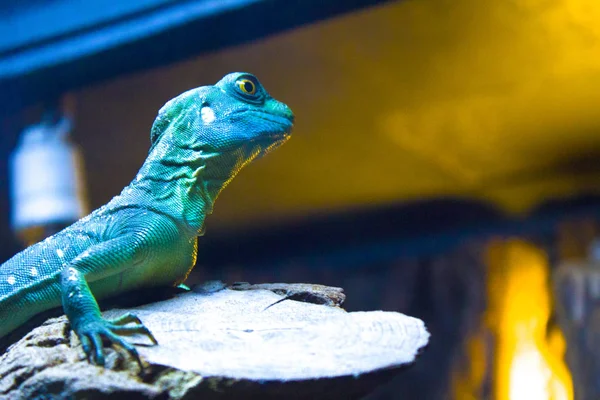 Chameleon Iguana Lizard Gecko — Stock Photo, Image