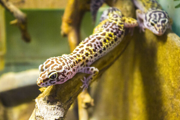 chameleon iguana lizard gecko