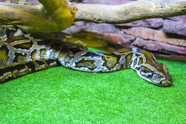 Рептилия Змея Питон — стоковое фото