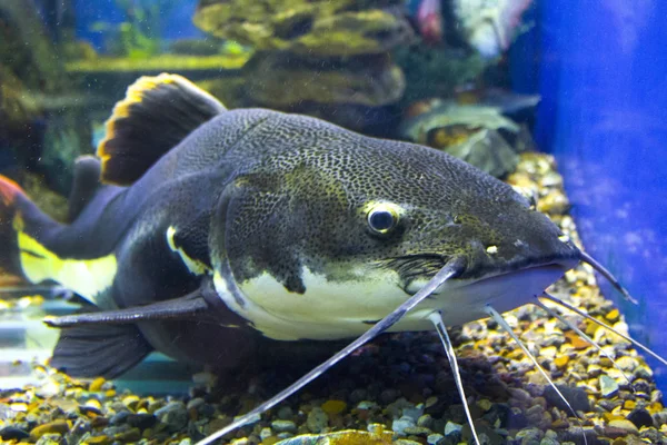 Pesci Oceano Acquario Marino — Foto Stock