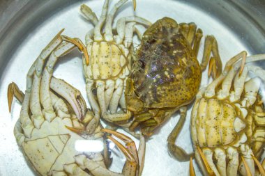 yeşil yengeç kabuk ters