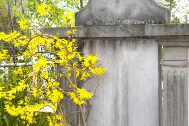 bahar sarı bush duvar anıt mezar