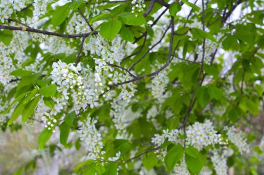 kuş kiraz ağacı çiçek şube