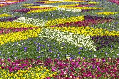 Homo bitki bahçe doğa