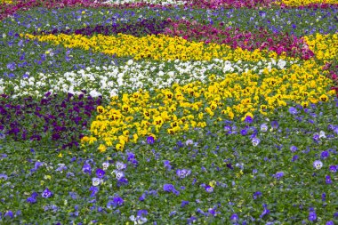 Homo bitki bahçe doğa