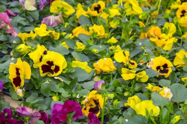 Homo bitki bahçe doğa