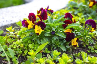 Homo bitki bahçe doğa