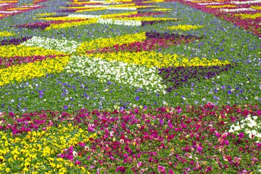 Homo bitki bahçe doğa