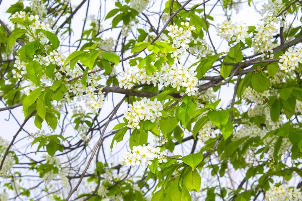 Häggen Träd Blommor Gren — Stockfoto