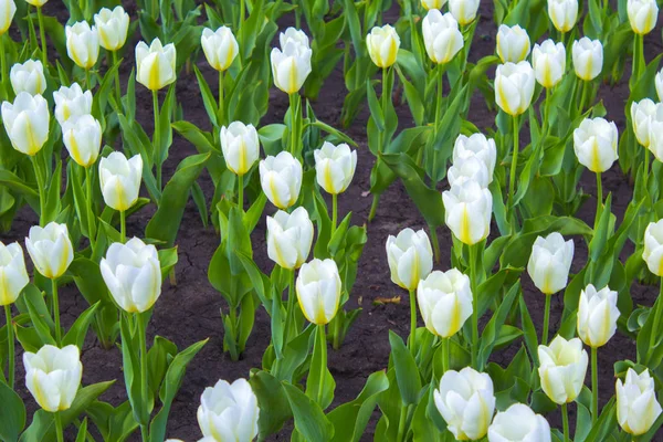 White Tulips Plant Background — Stock Photo, Image