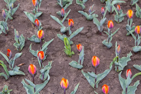 Różowe Tulipany Kwiat Natura Roślina — Zdjęcie stockowe