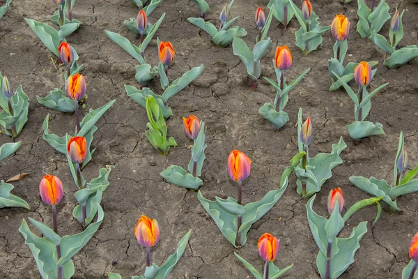 Różowe Tulipany Kwiat Natura Roślina — Zdjęcie stockowe