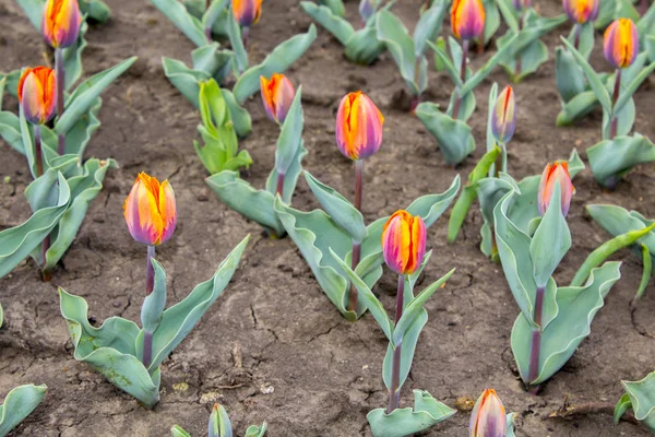 Różowe Tulipany Kwiat Natura Roślina — Zdjęcie stockowe