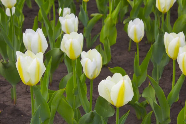 White Tulips Plant Background — Stock Photo, Image