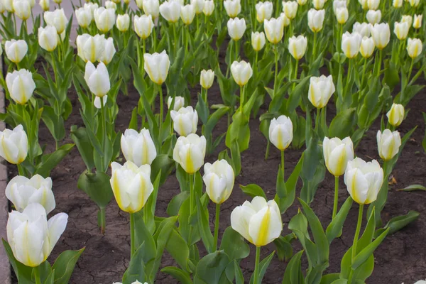 Białe Tulipany Roślina Tło — Zdjęcie stockowe