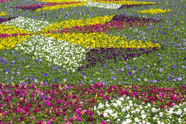 Stiefmütterchen Pflanzengarten Natur — Stockfoto