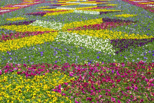 Pansy Plant Garden Nature — стоковое фото