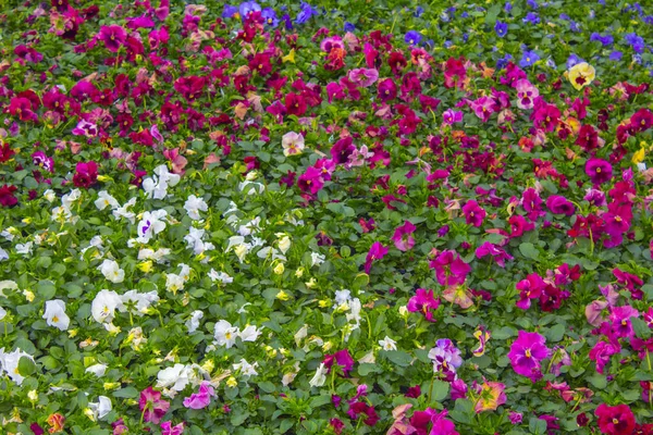 Pansy Plant Garden Nature — стоковое фото