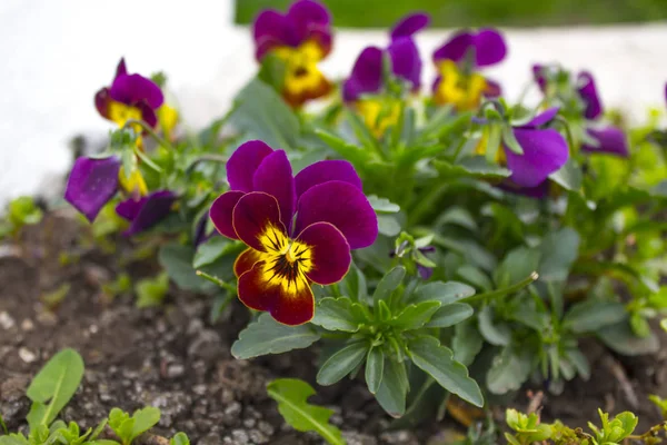 Pansy Planta Jardim Natureza — Fotografia de Stock