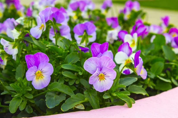 Pansy Planta Jardim Natureza — Fotografia de Stock