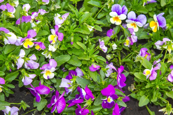 Pansy Planta Jardim Natureza — Fotografia de Stock