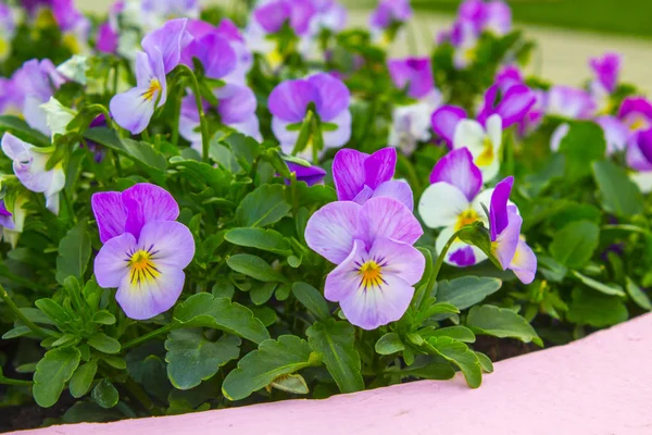 Pansy Planta Jardim Natureza — Fotografia de Stock