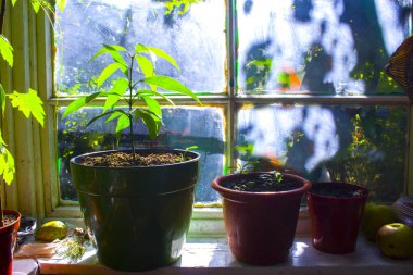 pot bitki pencere Bahçe