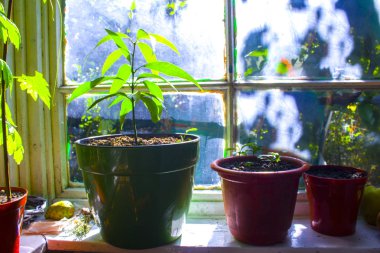 pot bitki pencere Bahçe