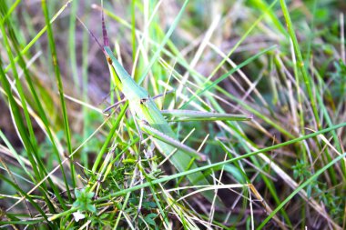 büyük yeşil böcek kriket 